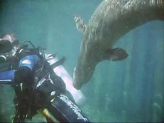 Mediterranean Monk Seal