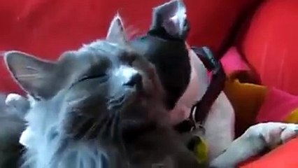 cat and dog love each other