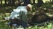 Yellowstone Grizzly Bears: A Success Story