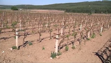 Kılıçdaroğlu: "(Üzüm Bağlarındaki Zirai Don) Bakanlar Kurulu'nun Çözüm Üretmesi Lazım"