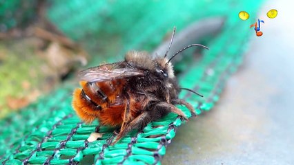 Comment attirer les abeilles dans son jardin.