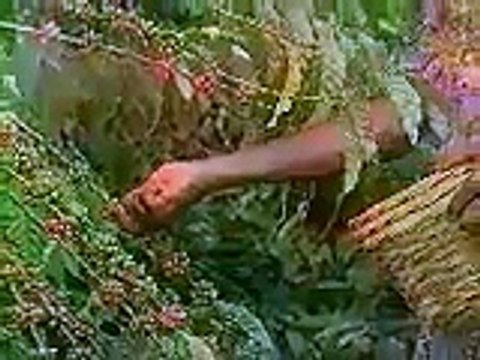 Agriculture en Côte d'Ivoire : café / cacao