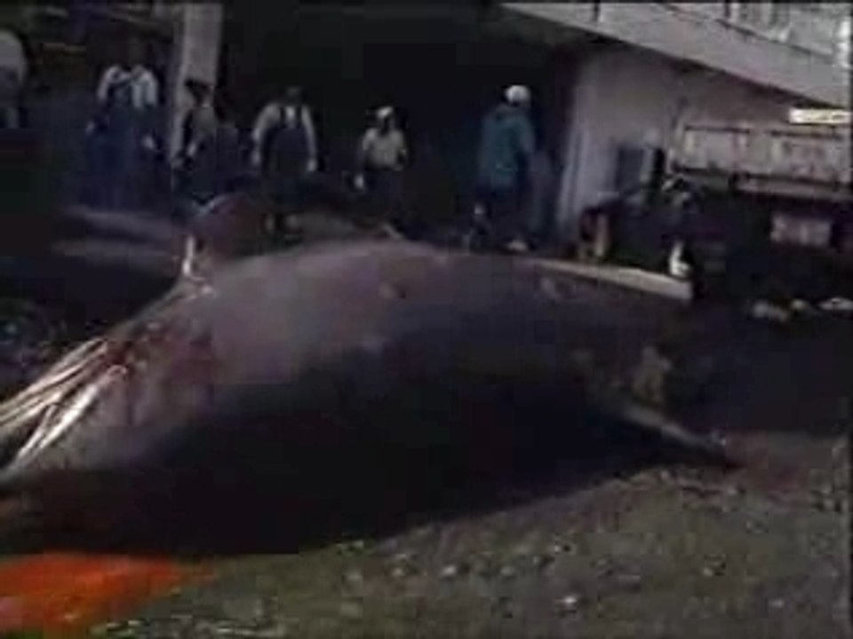 Dolphin massacer in Japan