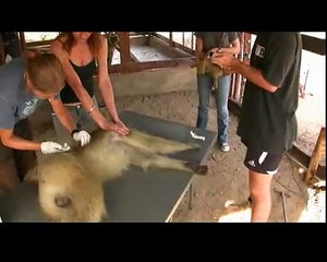 Rescued Baboon Release Programme