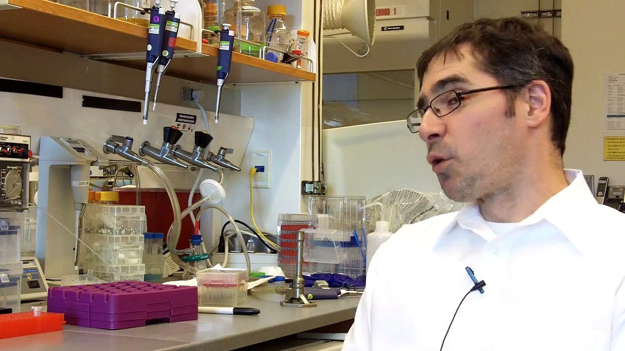 Expanding yeast's diet to improve biofuel production