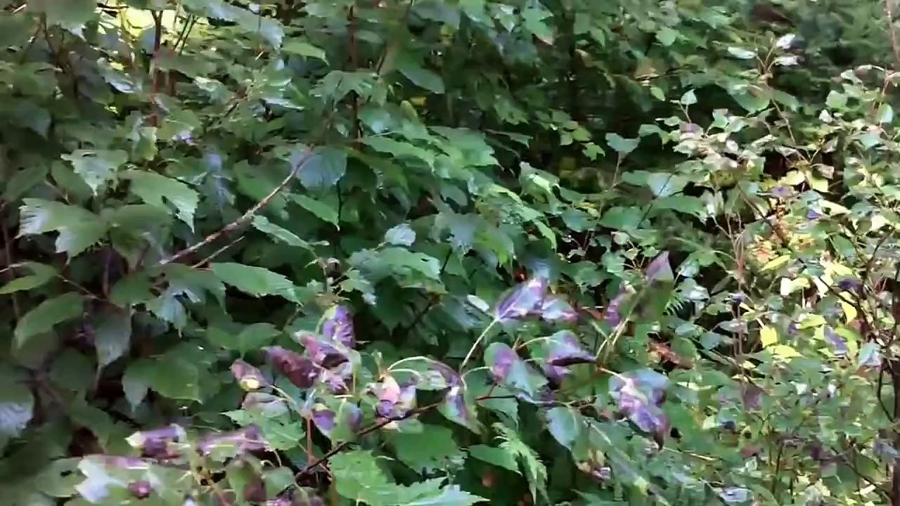 Bear Hunting with Hounds