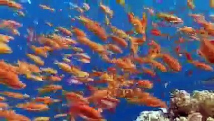 NOVA | Intelligent design on trial 1 - 12