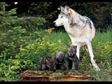 Wolves delisted Again 3/06/2009 URGENT
