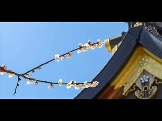 開運メッセージ　平成27年2月26日（木）　　写真：湯島天満宮の梅