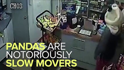 Mysterious 'Panda Bandit' Robs A Missouri Gas Station