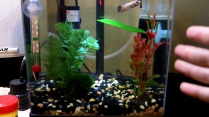 Tetra 1.5 gallon tank with bettas and ghost shrimp