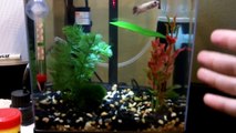 Tetra 1.5 gallon tank with bettas and ghost shrimp