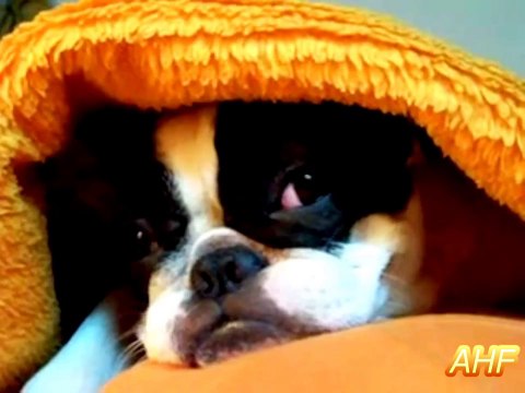 Funny Dogs Snoring Loudly Compilation 2014 || AHF