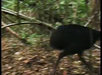 Big bird attacks person - cassowary (not a pretty sight)