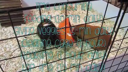 Pros & Cons of Guinea Pigs