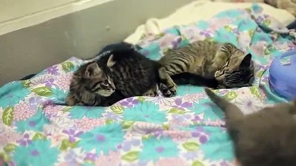 Scooter, Tyson + Dustball: Cerebellar Hypoplasia Kittens