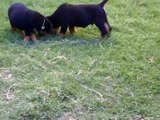 cachorros rottweiler de 2 meses
