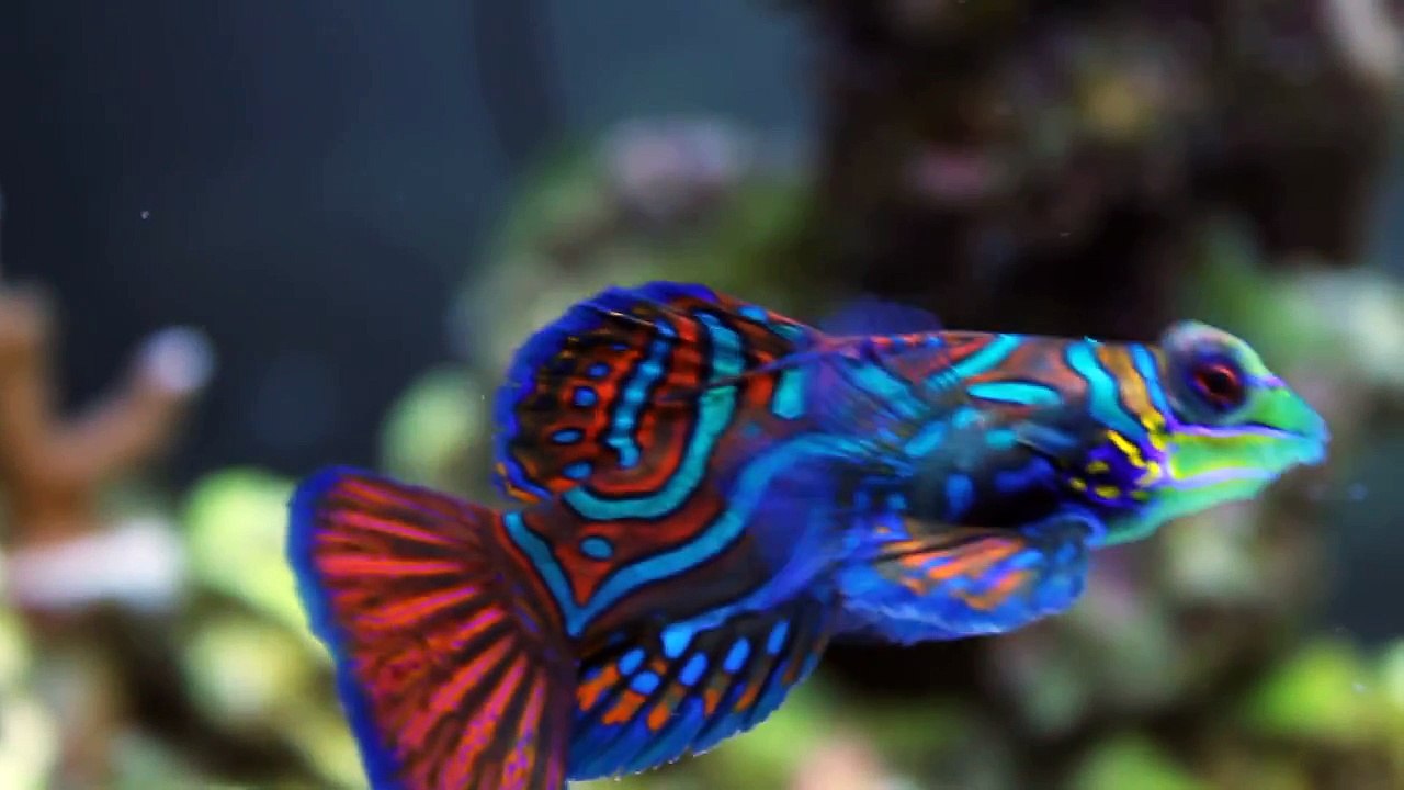 20 Gallon Mandarin Feeding!