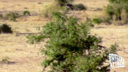 2 Lion Attacks Leopard - Lion vs Leopard 2015