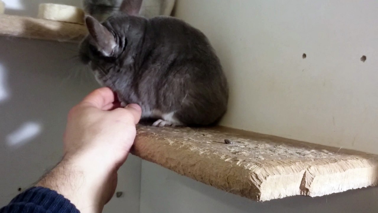 Meï et Yuka ! Chinchillas mère et fille
