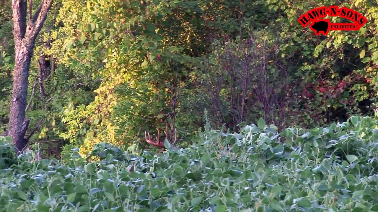 September 6 Feeding Whitetail Deer - BIGGEST BEST Deer Hunting Extreme Food Plots