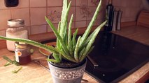 How to Use An Aloe Vera Plant For Skin Care