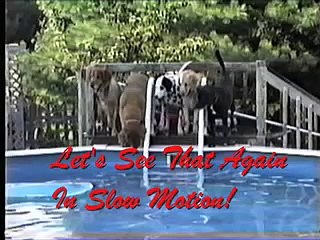 Doggie To The Rescue! AMAZING!