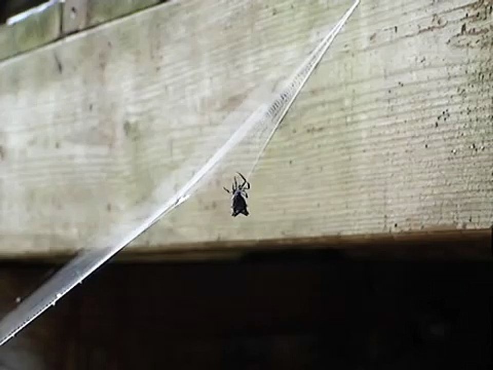 Spider Weaving her Web