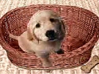Billy the naughty dog (SWEARING)
