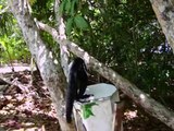 smart Capuchin monkey in Manuel Antonio National Park