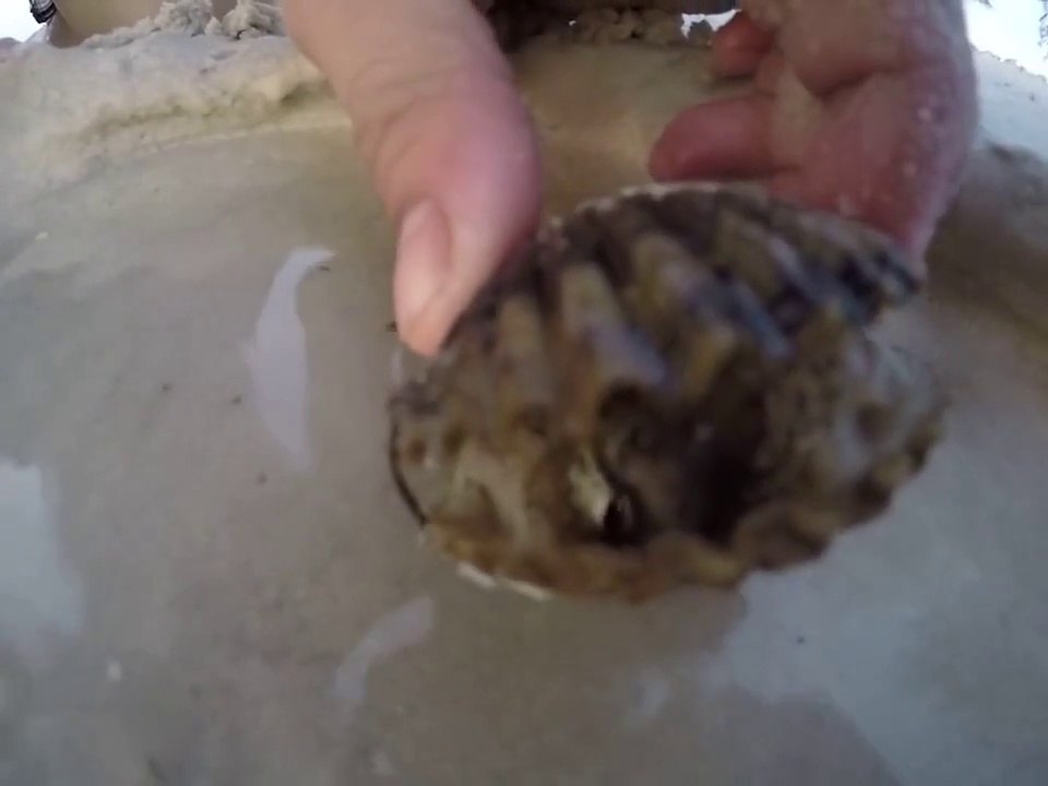 An octopus hiding in a shell