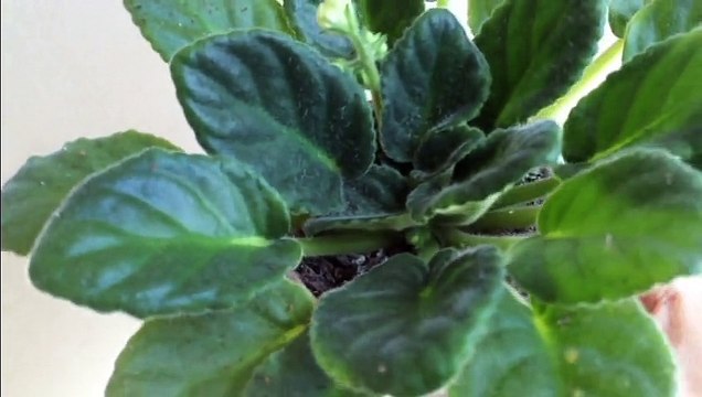 African Violet Bathe - آموزش شستن برگ های بنفشه آفریقایی