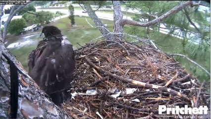 SWFLEagles~E6 Defends Intruder IN The Nest; Harriet Delivers Food ~ 3-28-2015