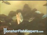 50,000 Gallon Tank Video Series #1 -  5/6 Monsterfishkeepers