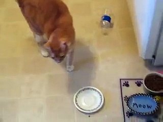 I Love the Fishes Cause They're So Delicious!