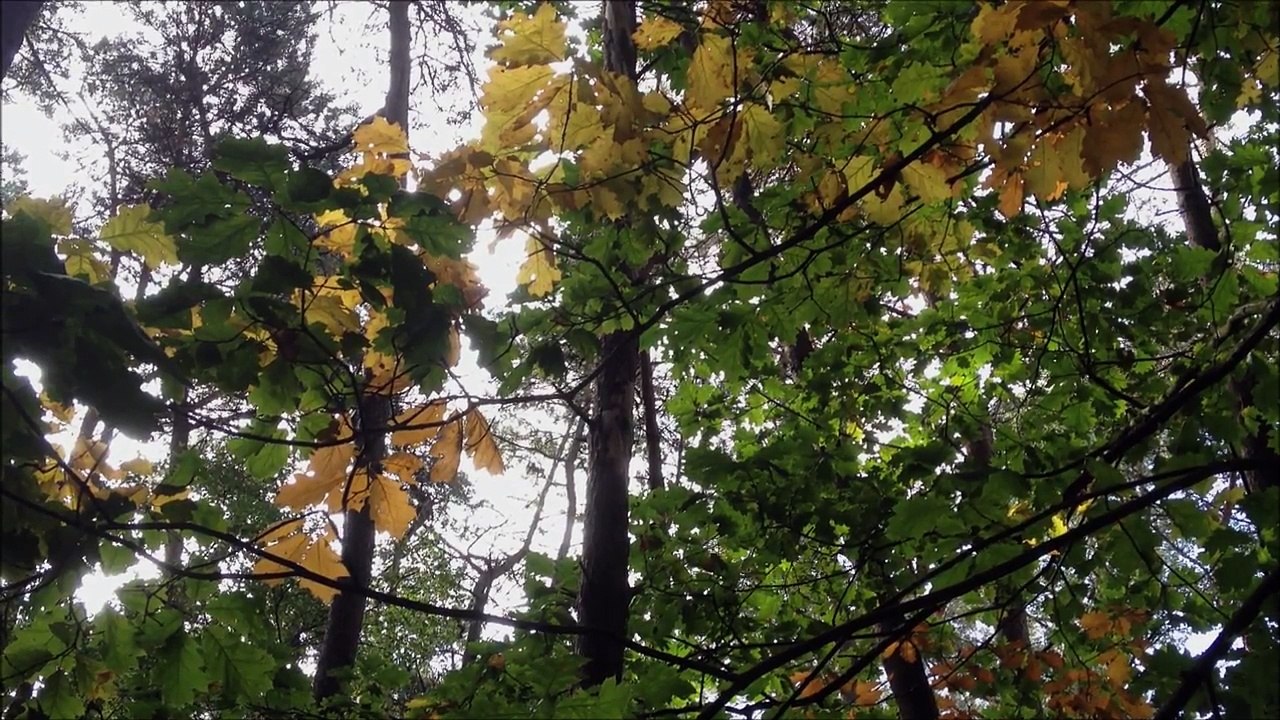 Sad Piano/Orchestra Composition "Falling Leaves...