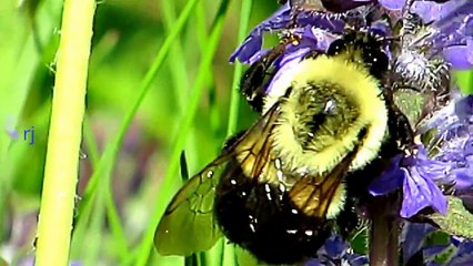 MONSTER BUG WARS-BUMBLEBEE OF PARADISE