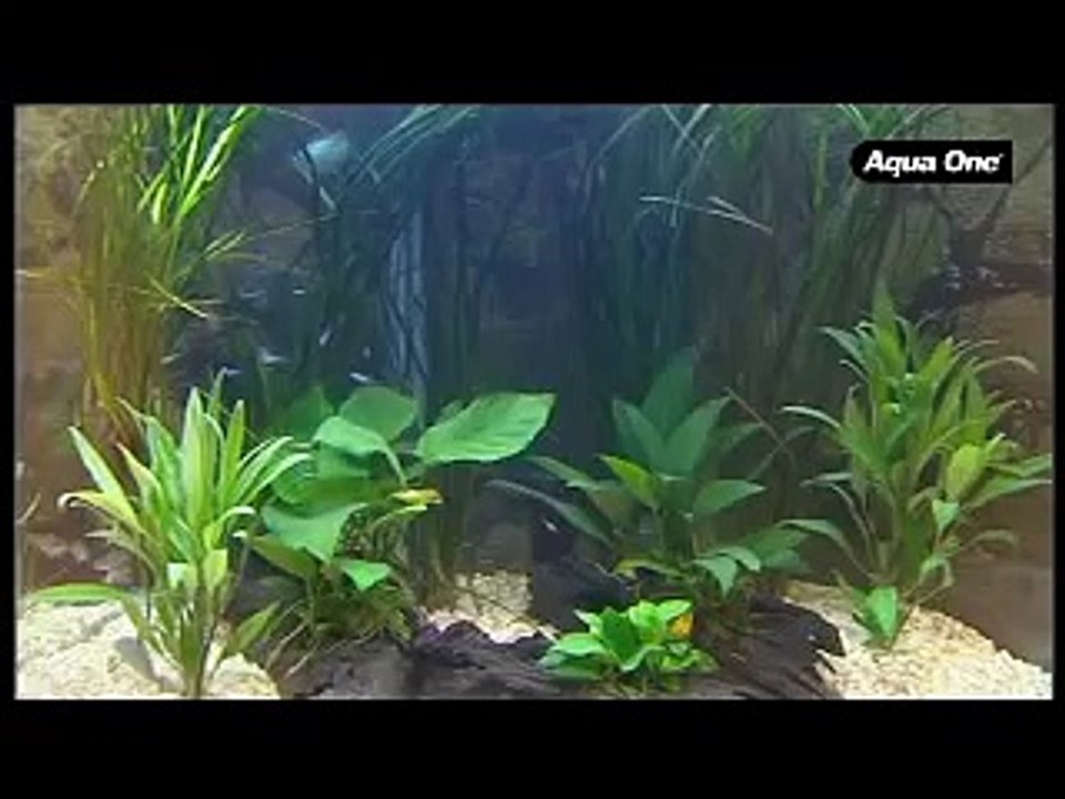 AQUA ONE AQUARIUMS - UFO 550, 700 and 880