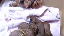 「癒されたら負け」トイプードルの赤ちゃんが可愛すぎてキュンキュンｗｗｗ dogbabys