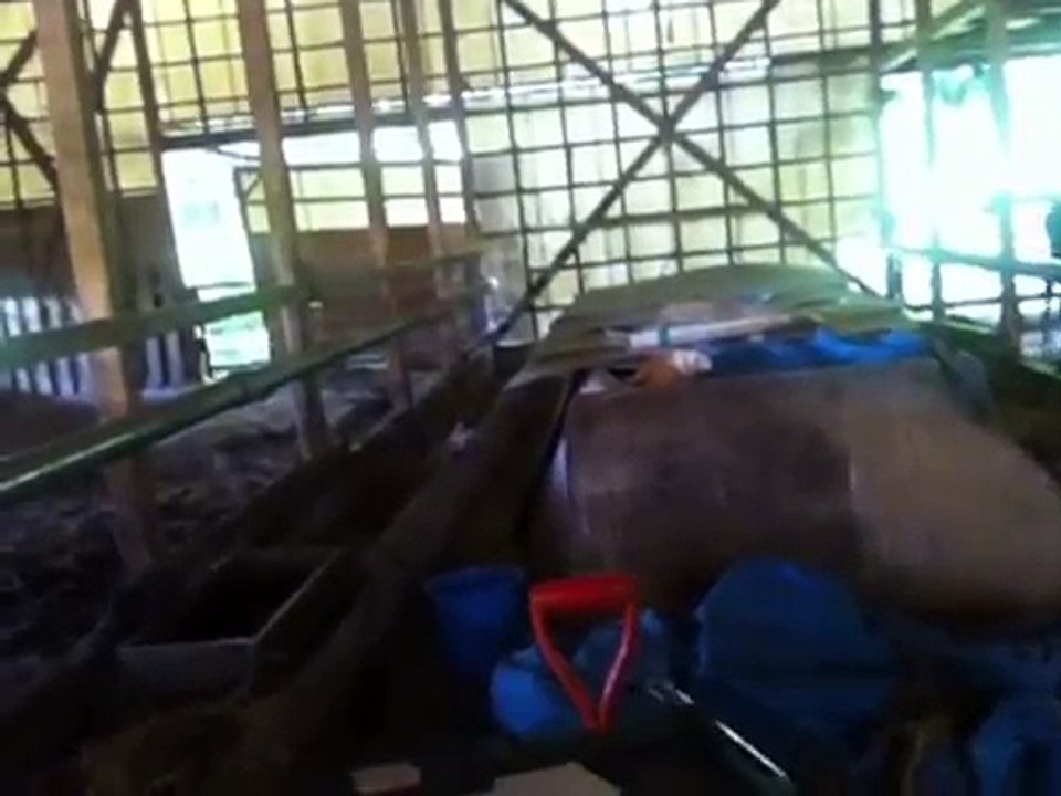 Japanese vet checking the pregnant cow using ultrasound up the cows butt.