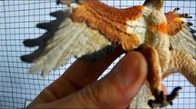 Análise Archaeopteryx Papo