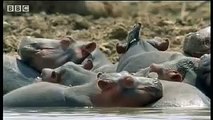 How hippos manage their young - cute baby animals  - BBC wildlife
