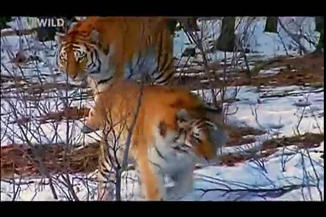 tiger hunting