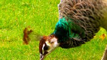 Peacock Female on Display - Peahen Bird