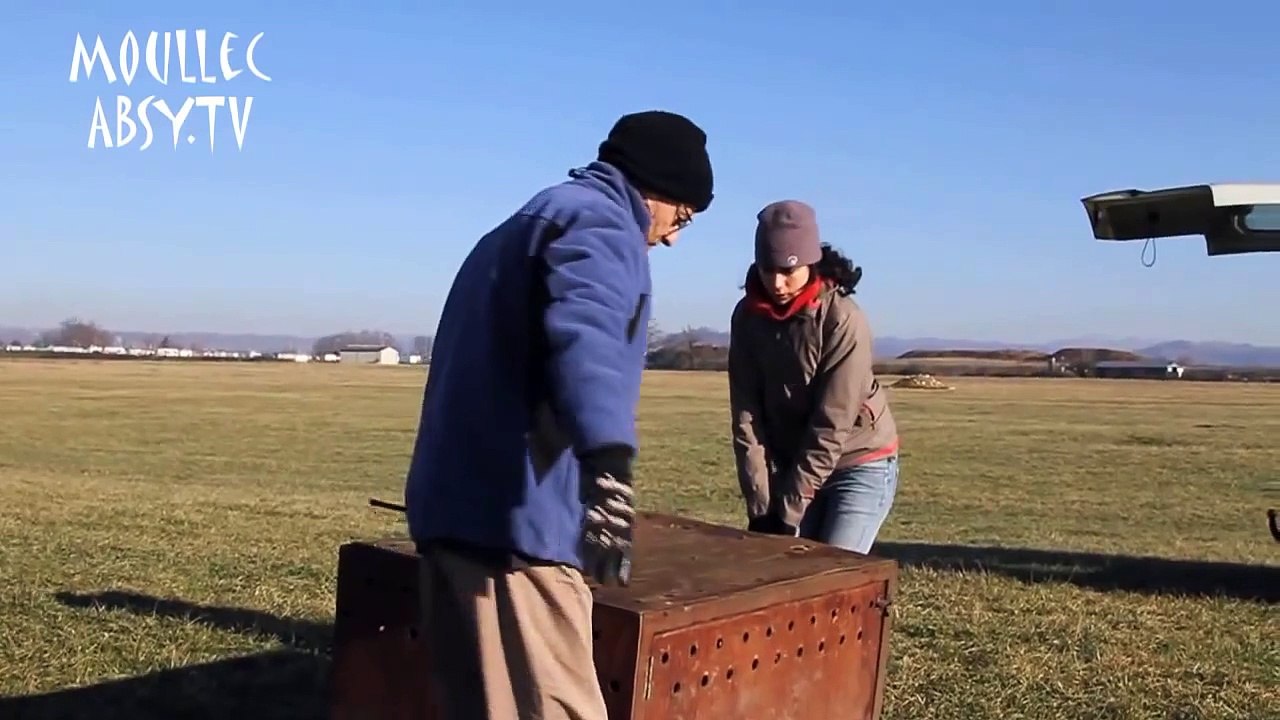 incredible video camera flying with the birds in the sky