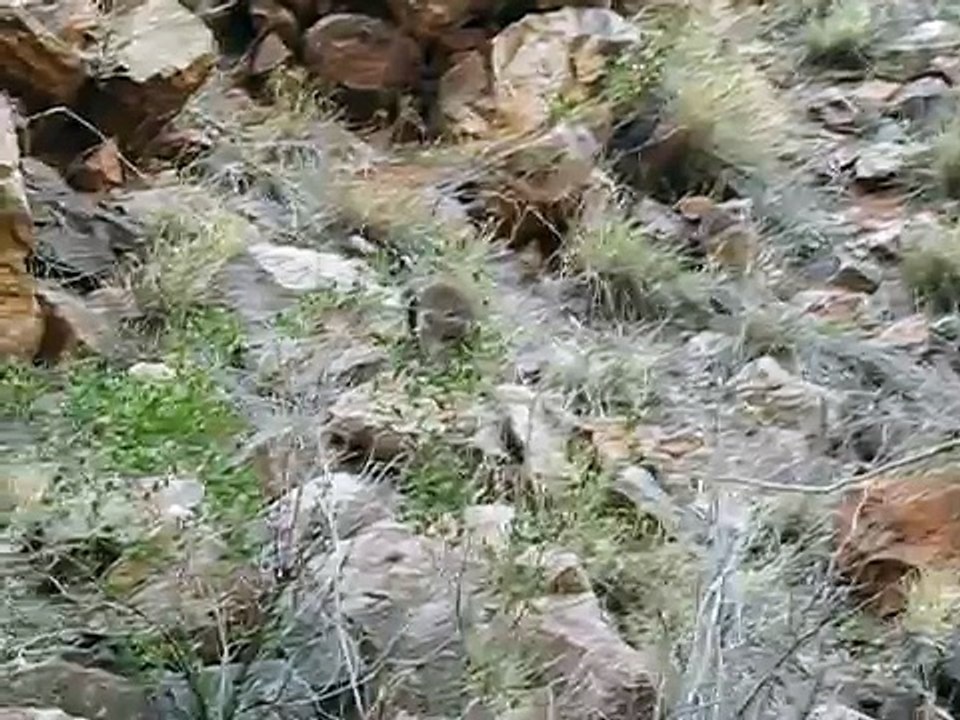 Black Footed Rock Wallaby