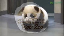 TOO CUTE, Giant Panda puts Baby Panda back to bed in Taipei Zoo