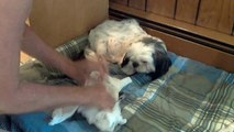 Warning disturbing dog birth raw footage