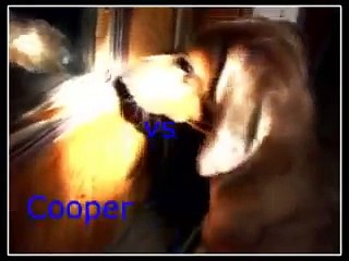 Cooper vs Opossum Round Two