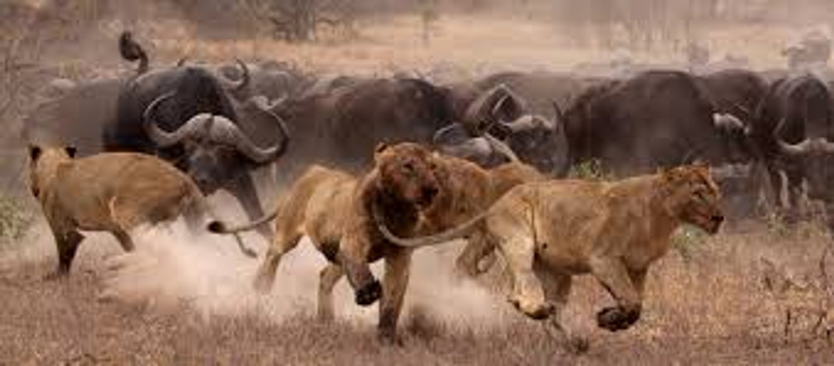 Buffalo Group kills a lion